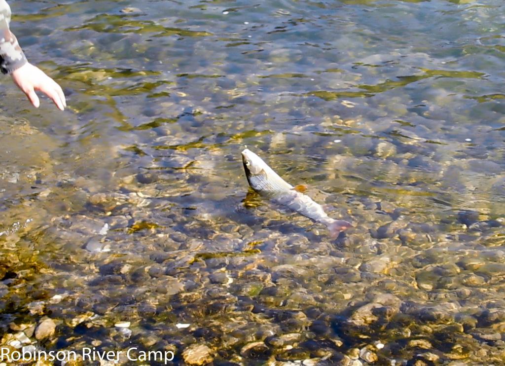 Robinson River Camp Radovljica Eksteriør bilde